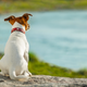 Image for article titled Can The Placebo Effect Help Your Dog's Separation Anxiety?